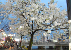 那珂川沿いの桜